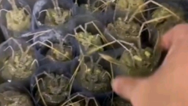 这样站着放，皮皮虾会不会很难受啊？[费解]