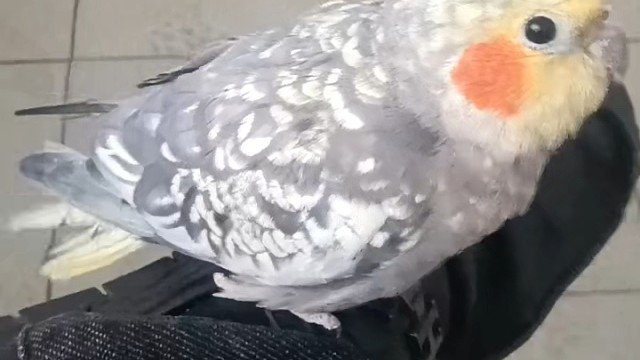 多希望和鸟一样，无忧无虑