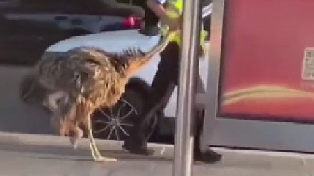 当鸵鸟跑到马路上…