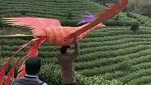 就这么飞走了？