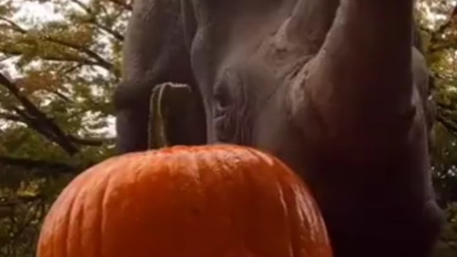 就不能直接用嘴吗非得来个头球