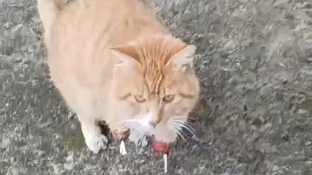 天，这是在用骨头走路啊