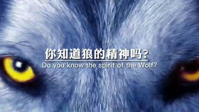 你知道狼的精神吗