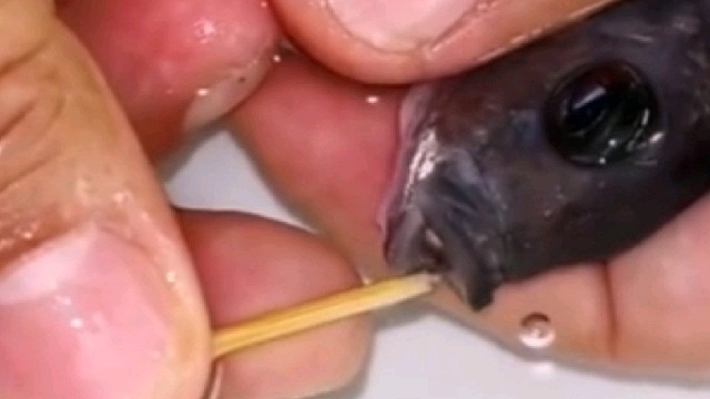 这是什么鱼，生鱼宝宝直接从嘴里吐出来，太神奇了吧[哇]