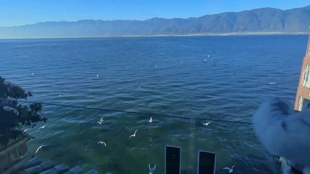 鸟比人可好玩多了