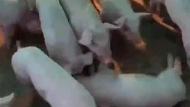 睡得跟死猪一样是有道理的！