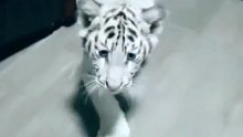 国外小哥一手带大的小白虎，养大后没想到这么有安全感