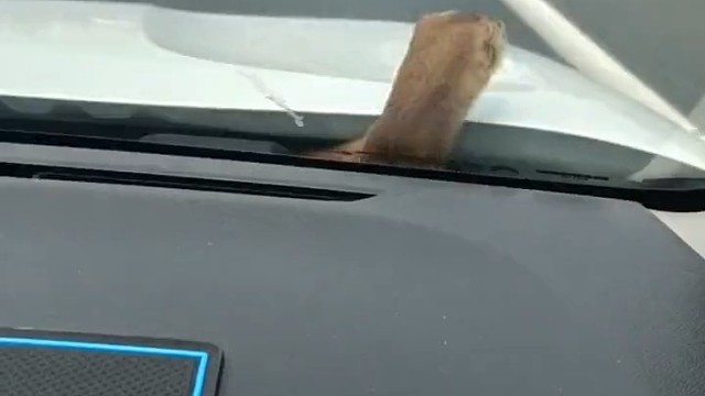 黄鼠狼：我还没和故乡的坤坤道别啊