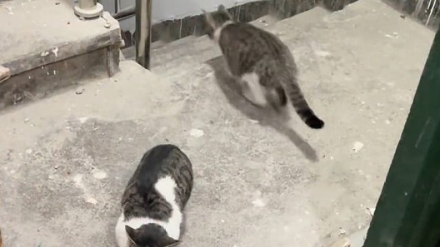 它自己跳墙进来的，我没有拐骗她啊