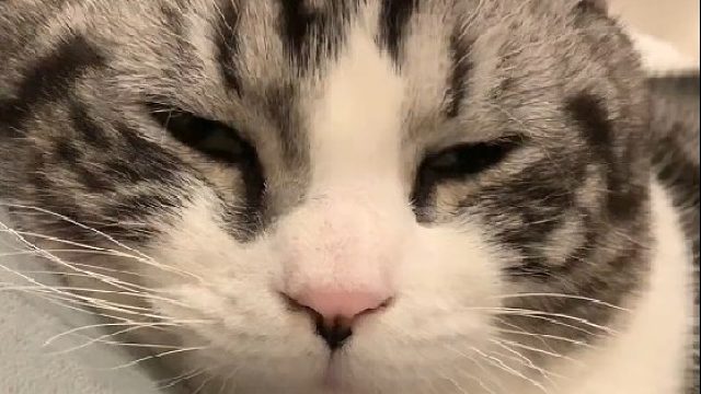 被你整的快不会说猫语了