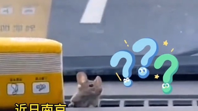 小车高速行驶中，突然车内出风口惊现“鼠版精灵”，网友：幸好不是女司机，不然大叫捂眼油门踩到底！