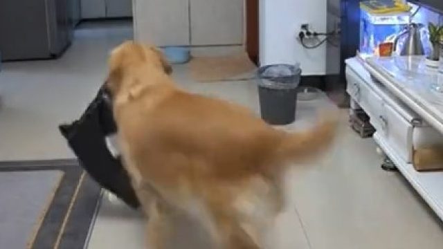 主人阳了后狗狗帮拿药取快递，成为了家里的顶梁柱