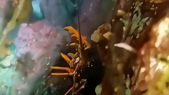 好大一只龙虾，跑不掉的