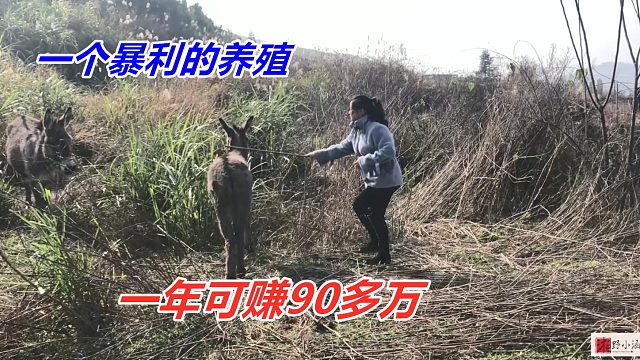 一年一胎，一头值30000元，不愁卖又好养，养几十头年入90万！