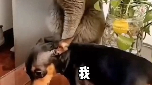 我的家庭地位位