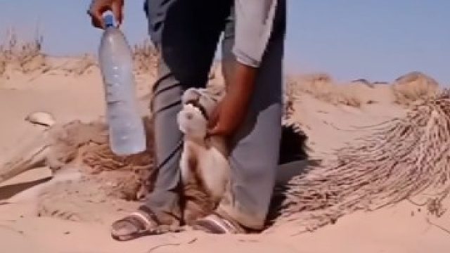 骆驼在沙漠也抗不住，差点被渴吏，荒野求生