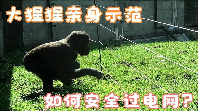 这只猩猩“成精”了，它亲身演示如何安全过电网，还好进化得快！