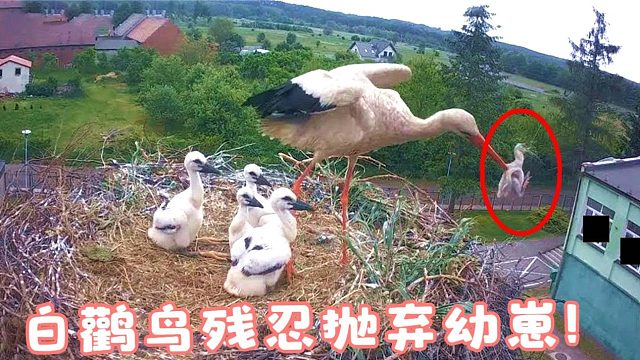 白鹳鸟有多残忍？身体弱的孩子直接扔掉，根本不配作母亲！