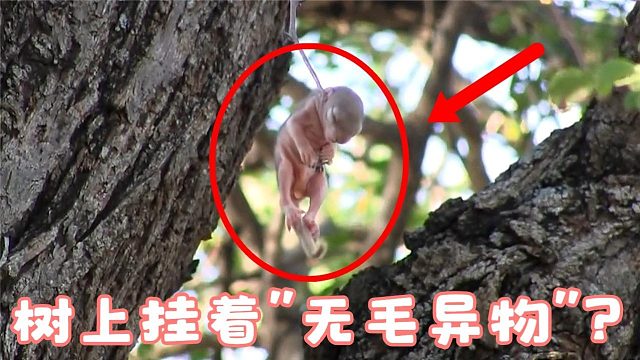 男子发现树上挂着“无毛异物”，好心救下，原来是只小松鼠！