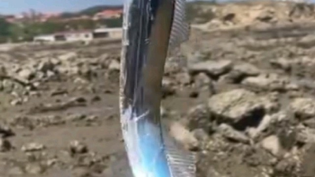 赶海徒手抓到活带鱼。网友：这不是带鱼，带鱼都是一段一段的