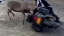 野鹿把摩托车顶翻在地，车主为拯救摩托车与鹿干了一架，最终人、鹿平安