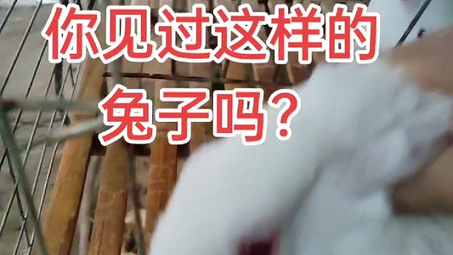 爆牙齿的兔子，得给它修理修理一下。