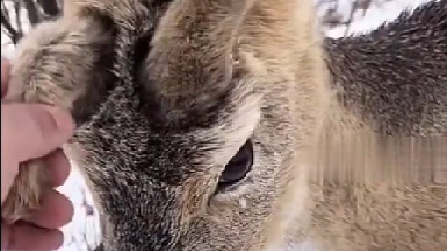 棒打狍子瓢舀鱼野鸡飞到饭锅里，东北人太幸福了