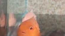 这是一条从宫崎骏动画里飞出来的小公主#圆鳍鱼