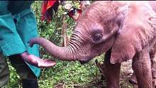 孤儿小象“驯服”象鼻珍贵影像曝光！