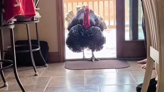 你见过活的火鸡吗