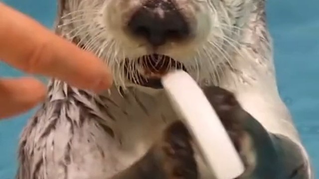 她为什么能掏出这么多玩具？