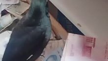 八哥每天往家里叼钱，已经送了满满一抽屉
