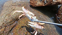 大海退潮后阿平赶海抓了青蟹和龙虾，还遇到了有趣的寄居蟹