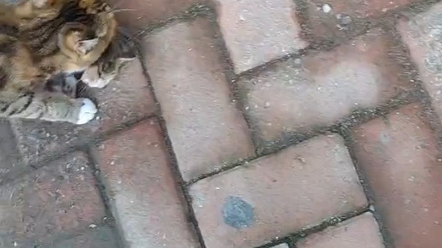 不是自己的孩子，硬要往家里叼