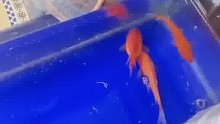 女子一周没开店金鱼被冻住自然解冻后发现鱼都活着