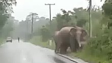 好好有灵性，太可爱了！大象排队过马路，过完挥鼻致谢~