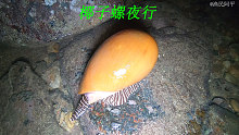 阿平赶海遇到了在爬行的椰子螺，抓起来一看都是满满的螺肉
