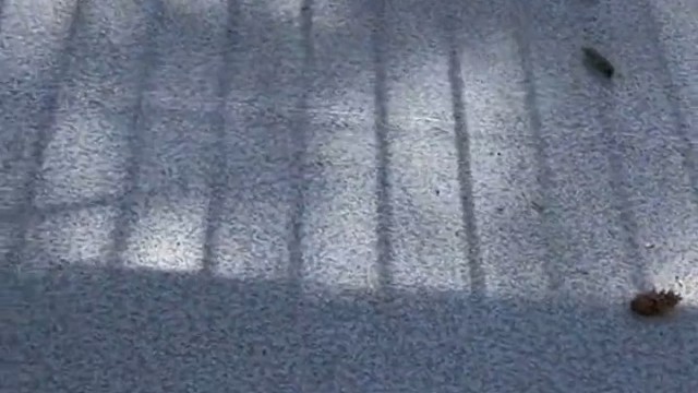 这家伙又来了...[黑线]