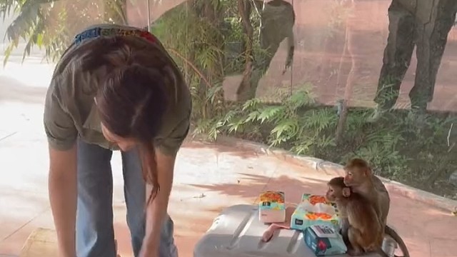 猴王出行请避让～