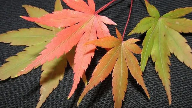 感谢 王者老板的魔法书哇 啊哈 双倍惊喜 出现了 起飞飞