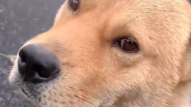 狗：看我？看我干啥!又不是我开的