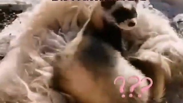 艾鼬难忍严寒，跑到牧民家门口羊皮上蹭暖，被发现后慌忙逃走