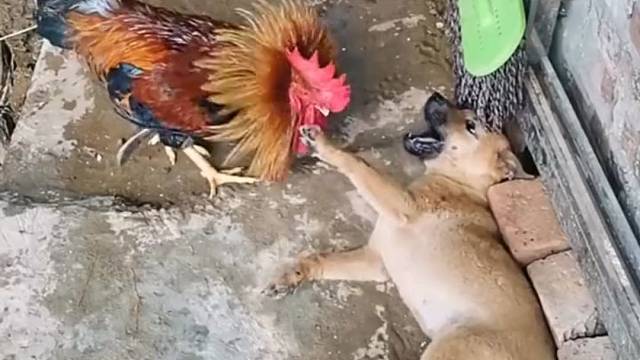 村中三大恶霸，狗看到都要低头