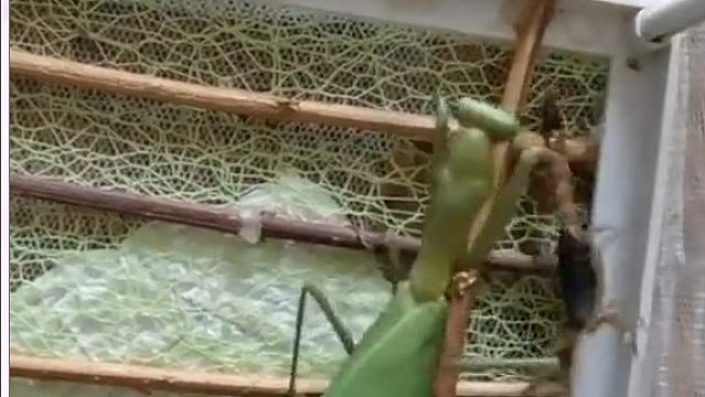 昆虫杀手竟然输了