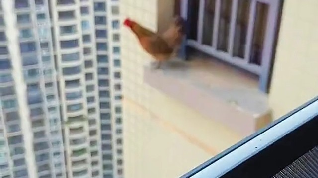 鸡是会飞的