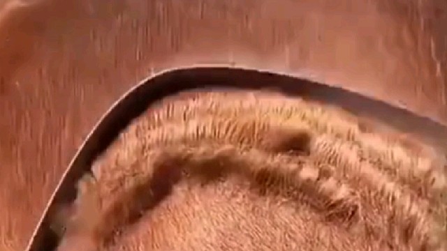 这马毛原来真的可以做床垫啊，这么多这么长