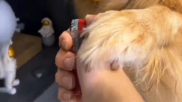 这个鸭子跟我一模一样