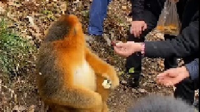 泼猴们，学学人家金丝猴的修养和绅士吧，别整天跟个无赖似的