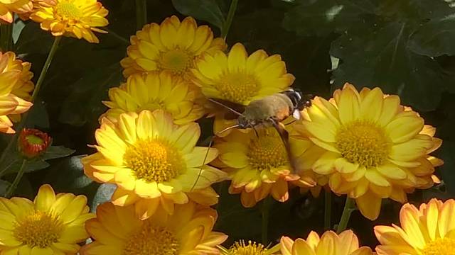 有多少人没见过？