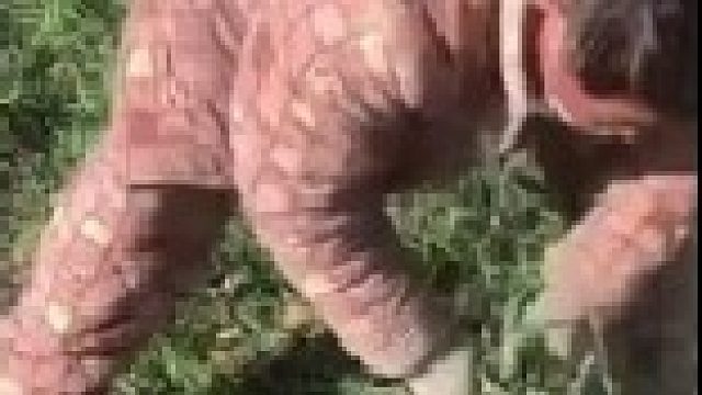 男子偷割他人麦苗喂羊 ，民警：这可是粮食，你不知道啊